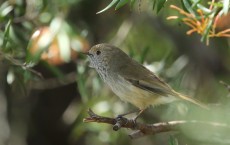 Brown Thornbill