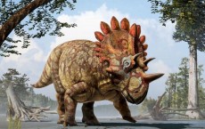 Regaliceratops peterhewsi