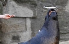 Sea Lion Wanders to Settle Cosily Along Poolside at a California Hotel