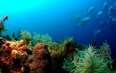 Researchers Predict Major Reductions in Seafloor Marine Life From Climate Change by 2100