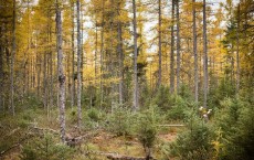 Boreal Peatlands