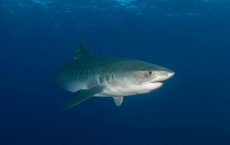 Tiger Shark