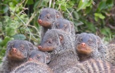 Banded Wild Mongoose