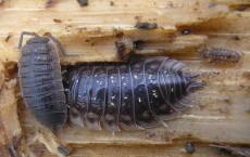 woodlice