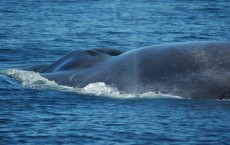 Blue Whale