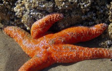 Starfish