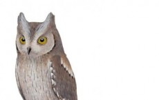 Illustration of the Common European Scops Owl