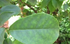 Leaf of Brunfelsia unifolia