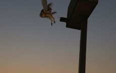 Barn Owl