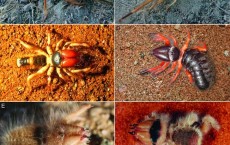 Camel Spiders