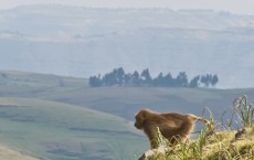 Gelada