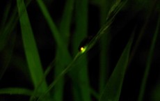 Firefly