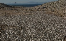 Elegant Terns