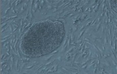 Microscopic Image Mouse Embryonic Stem Cell Lab