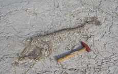 Fossil Fish