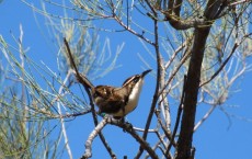 Chestnut-Crowned Babbler