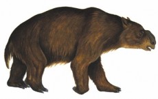 Diprotodon optatum