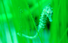 seahorse tail 