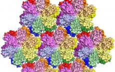 HIV Capsid Protein