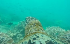 Sea Turtle