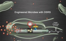 JBEI's DSRS for Microbes