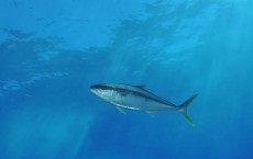 Yellowtail Amberjack