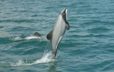 Hector's Dolphin Vertical Jump