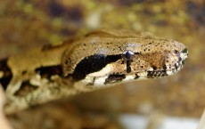 Boa Constrictor