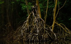 Mangrove Forest