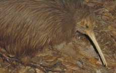 Kiwi Bird