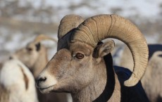 Bighorn Sheep