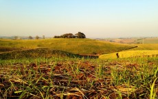 Sugarcane Field