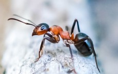 Ant