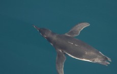 Galapagos Penguin