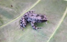 Bururi Long-Fingered Frog