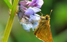 Large Skipper Butterfly