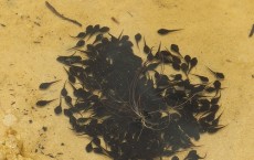 tadpoles