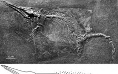 Ichthyosaur Female