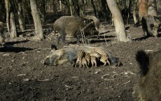 Wild Boar