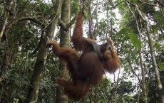 Orangutanes