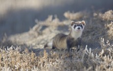 Black-Footed Ferret