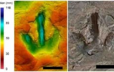 Dinosaur Footprint