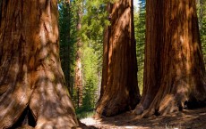 Sequoia