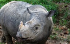 Rhino