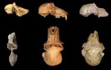 Baboon Skulls