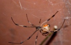 Brown Widow Spider