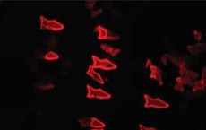 Fluorescent Microfish Image