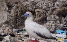 Red-Footed Booby