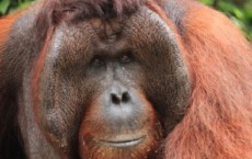 Orangutan