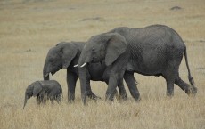 Elephants Understand The Human Pointing Gesture Without Training